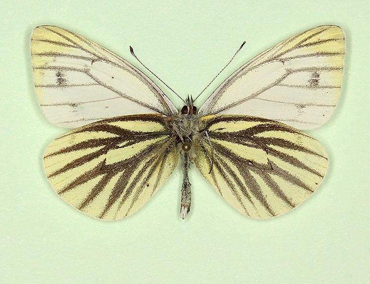 Pieris napi male (aberrant form nov, verso) (Internet Image property of respective owner, non-commercial use only)